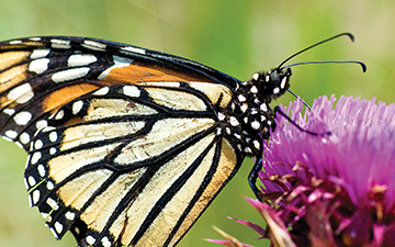 NM State Parks Event Calendar