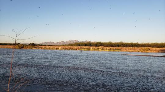 Photo: Mesilla Valley Bosque